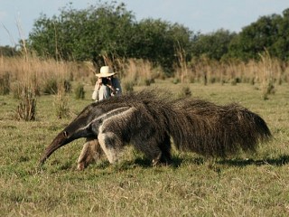 pantanal tours