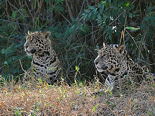 pantanal tours