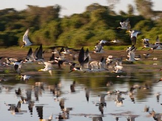 brazil pantanal tour