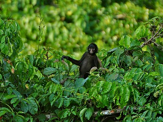 brazil pantanal tour