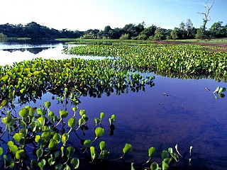 brazil pantanal tour