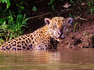 brazil pantanal tour