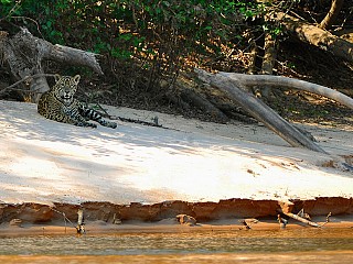 brazil pantanal tour