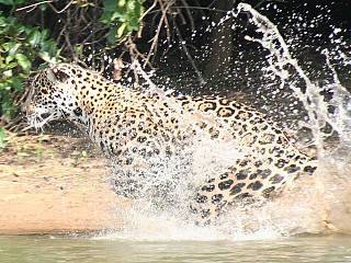 Packages and Wildlife Tours Brazil | Brazil Nature