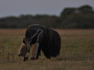 pantanal tours