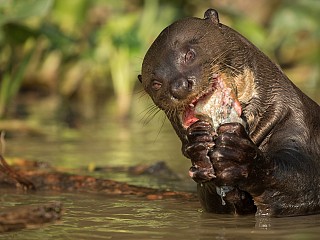 brazil pantanal tour