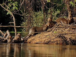 pantanal tours