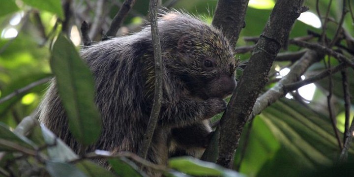 Tours in the Atlantic Rainforest - Rio Grande do Norte, Brazil