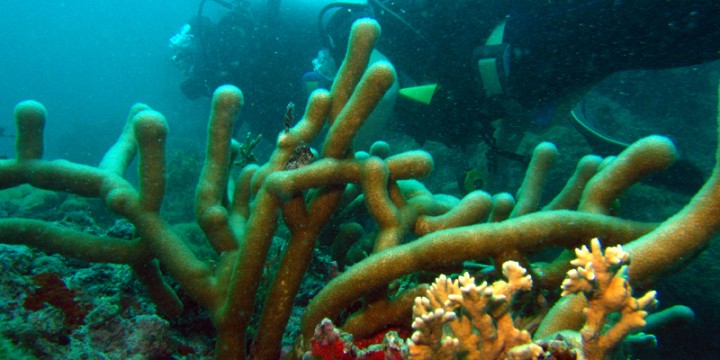 Coral, Abrolhos National Park, Brazil - Conservation Leadership