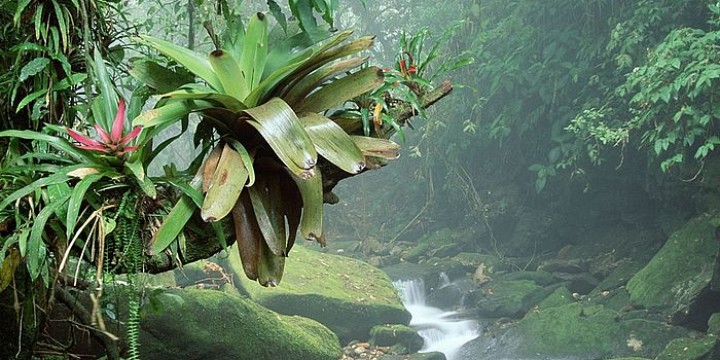 Tours in the Atlantic Rainforest - Rio Grande do Norte, Brazil