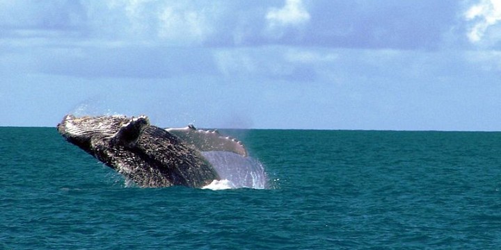 abrolhos islands tours