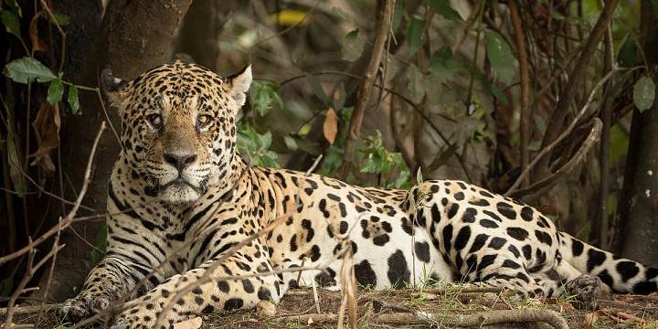 pantanal nature tours