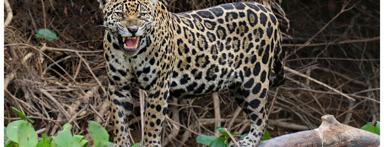 Packages and Wildlife Tours Brazil | Brazil Nature